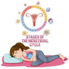 Understanding the Stages of the Menstrual Cycle: A Complete Guide - Love4u
